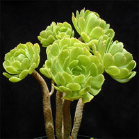 Эониум древовидный (Aeonium arboreum)