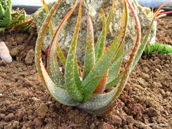 Алоэ микростигма (Aloe micrstigma)