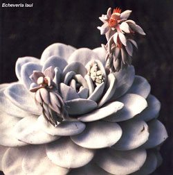 Эхеверия (Echeveria gibbiflora)