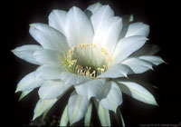 Морской еж (Echinopsis multiplex)