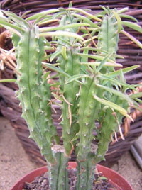 Молочай панцирный (Euphorbia loricata)