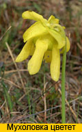 Желтая мухоловка (Sarracenia flava)